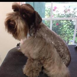 River - Miniature Schnauzer