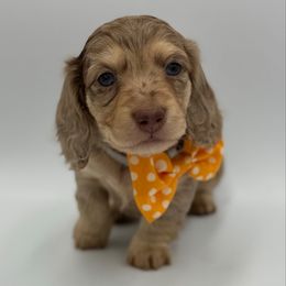 Cookie choc dapple Boy 2 - Dapple male Dachshund puppy in North Branch, Michigan from Doxie View Acres