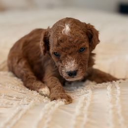 Fireworks - Red  male Goldendoodle puppy in Sallisaw, Oklahoma from Huddle Puppies