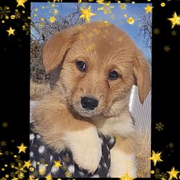 Wednesday - Red female Pembroke Welsh Corgi puppy in Kiowa, Colorado from Cool Water Corgis LLC