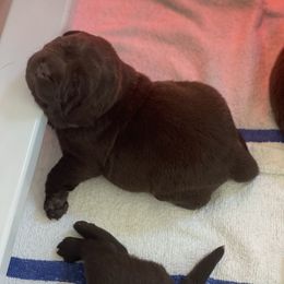 Labrador Retriever Puppies from Jewelwyn Labradors