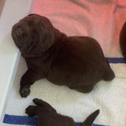 Labrador Retriever Puppies from Jewelwyn Labradors