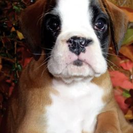 Boxers from Euro-Prime Boxers