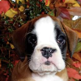 Boxers from Euro-Prime Boxers