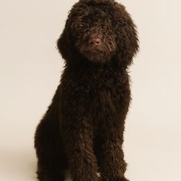 Athena - Chocolate female Goldendoodle puppy in Arlington, Texas from Chambers Doodle Patch