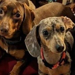 Dachshund puppies from Jen's Mini Dachshunds