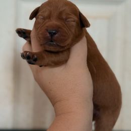 Girl 2 - Yellow female Labrador Retriever puppy in Okmulgee, Oklahoma from Rustic Creek Labradors