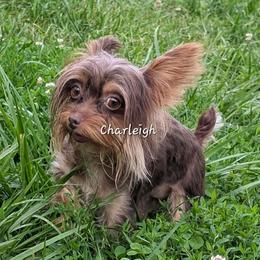 AKC Tiny Tushy Cream De La Cream - Liver female Miniature Schnauzer puppy in Greencastle, Indiana from Tiny Tushy Lodge