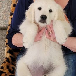 Golden Retriever Puppies from Kathleen Harris