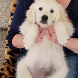 Golden Retriever Puppies from Kathleen Harris