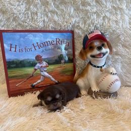Brayden - Chocolate and tan male Shih Tzu puppy in Success, Missouri from Sweet Success
