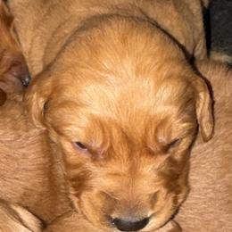 Lava Boy 3 - Dark golden male Golden Retriever puppy in Fort Morgan, Colorado from Golden Girls Kennels, LLC
