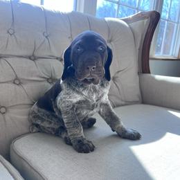 Bear - Liver roan male German Shorthaired Pointer puppy in Dugspur, Virginia from Pilgrims Trails Shorthairs