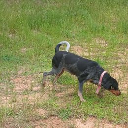 Lucy - Bluetick Coonhound