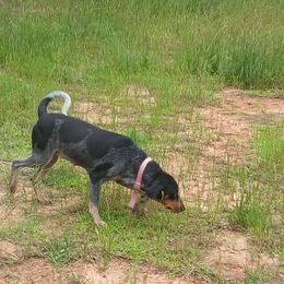 Lucy - Bluetick Coonhound