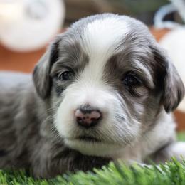 Sugar - Blue merle female Aussiedoodle puppy in Jackson, Tennessee from Dinah Doodles and Aussies