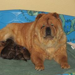 Chow Chow Puppies from VIP Chows