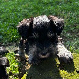 Boy 5 - Black and silver Miniature Schnauzer puppy in Bellville, Ohio from Lynn's Charming Schnauzers