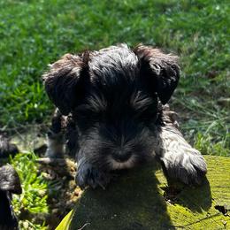 Boy 5 - Black and silver Miniature Schnauzer puppy in Bellville, Ohio from Lynn's Charming Schnauzers