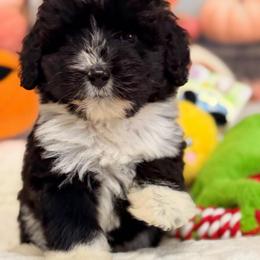 Mercury - Black and white female Aussiedoodle puppy in Dickerson, Maryland from Pawsome Aussie Doodles and Oodles