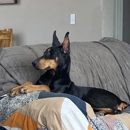Faith - Doberman Pinscher