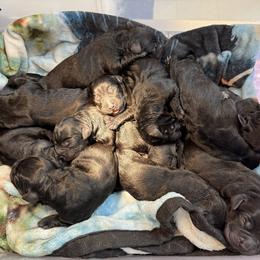 Lilo - Black female Labrador Retriever puppy in Virginia Beach, Virginia from Viklan Labradors