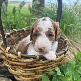 St. Francis - Parti male Goldendoodle puppy in Denison, Iowa from Violet View Iowa Goldendoodles