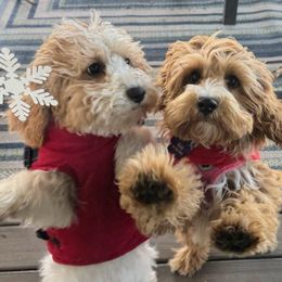 Cavapoo and Dachshund Puppies from Barnyard Dachshunds, Dals & Doodles