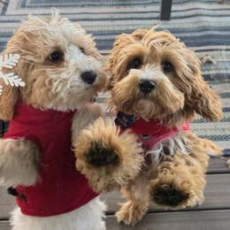 Cavapoo and Dachshund Puppies from Barnyard Dachshunds, Dals & Doodles