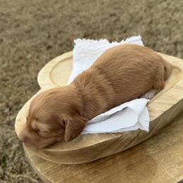 Porter - Cream male Dachshund puppy in Bald Knob, Arkansas from Victoria’s Dachshunds