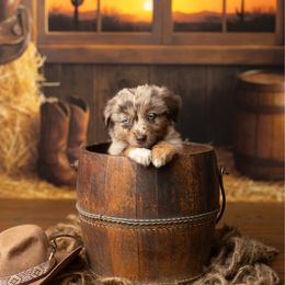 John - Red merle male Australian Shepherd puppy in Kathleen, Georgia from CM Farm