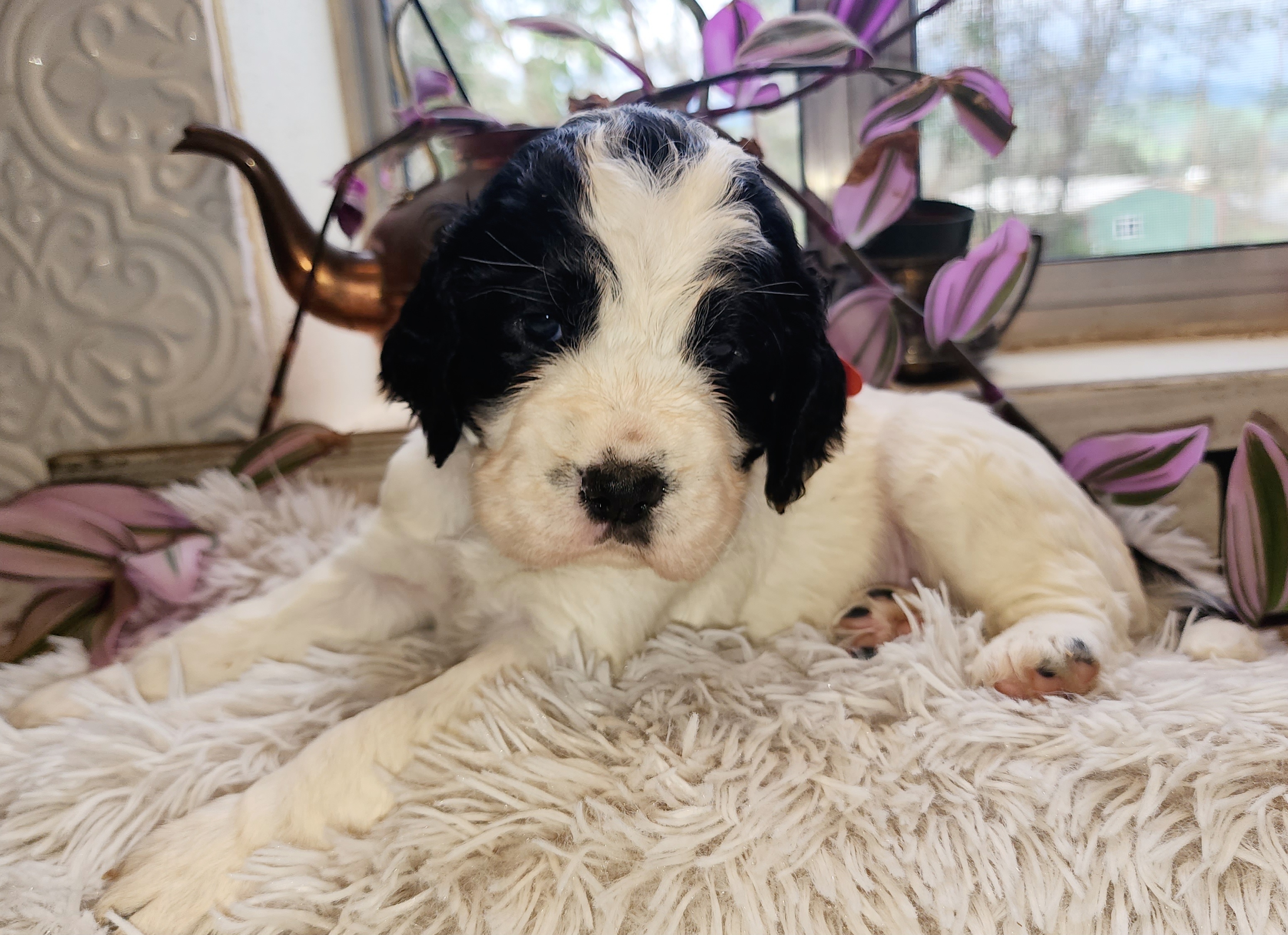 Girl 1 - Black and white English Springer Spaniel puppy in Roseburg, Oregon from Enos Ranch Springer Spaniels