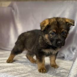 Erin - Medium Green Collar - Sable female German Shepherd puppy in Greenwood, Arkansas from West Haus Shepherds