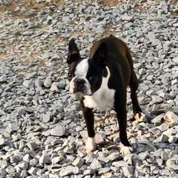 Nona - Black and white female Boston Terrier puppy in West Liberty, Kentucky from 3B Kennels-Beth’s Best Boston’s