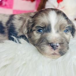 Foxtrot - Blue merle female Miniature Australian Shepherd puppy in Wauchula, Florida from Sun & Moon Aussies