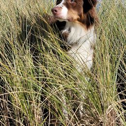 Australian Shepherd All Grown Up from Majestic Skyes Aussies