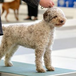 Lagotto Romagnolo All Grown Up from NewBliss