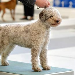 Lagotto Romagnolo All Grown Up from NewBliss