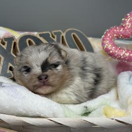 Jasmine - Blue merle female Pomeranian puppy in Newark, Ohio from Keeperofstars Pomeranians