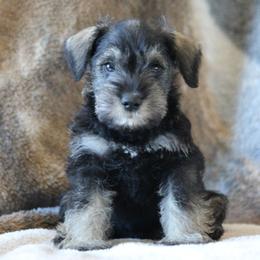 Zane AKC - Salt and pepper male Miniature Schnauzer puppy in Richardton, North Dakota from Crooked Tree Ranch