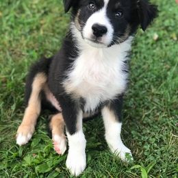 Australian Shepherd Puppies from Shadow's Aussie Crossing