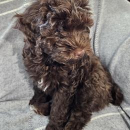 Havapoo Puppies from Derbyville Havapoos