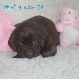 Dilute Retriever and Labrador Retriever Puppies from Rainy Lake Labrador Retrievers