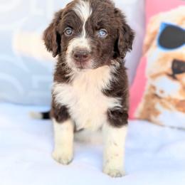 Tan collar -Birdie - Brown and white female Aussiedoodle puppy in Coulee City, Washington from Mr and Mrs Doodle Farm