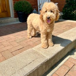 Millie - Goldendoodle