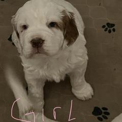 Clumber Spaniel Puppies from Briton Clumber Spaniels