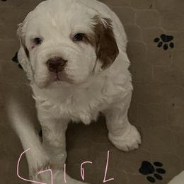 Clumber Spaniel Puppies from Briton Clumber Spaniels