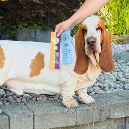 Adam - Basset Hound