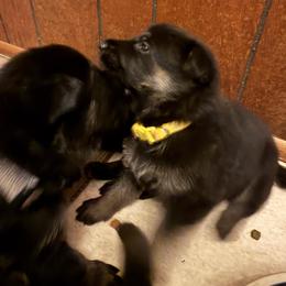A--Yellow collar girl - Bi-color female German Shepherd puppy in Centralia, Illinois from Janices AKC German Sheperds LLC