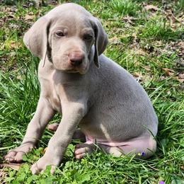 Ridoc - Silver gray male Weimaraner puppy in Kentucky from Willow Ridge Kennel